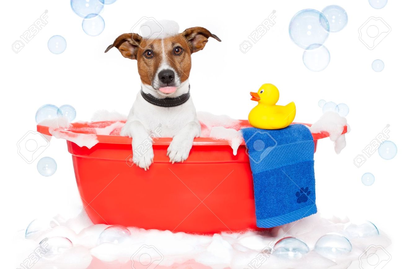 archivio fotografico dog fare un bagno in una vasca da bagno colorato con una papera di plastica