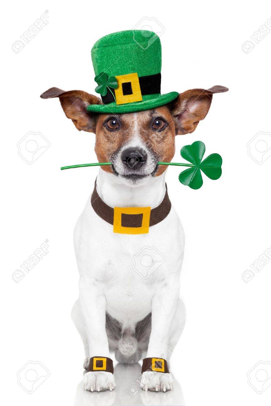 Image result for st patrick dog