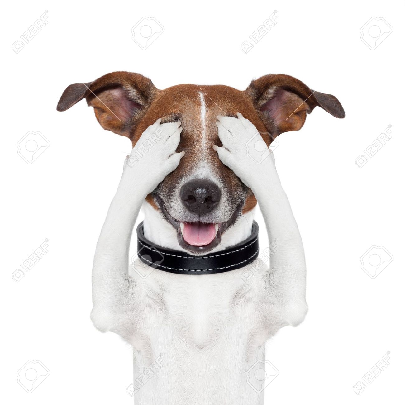Hiding Covering Both Eyes Dog Stock Photo Picture And Royalty Free Image Image 15551833