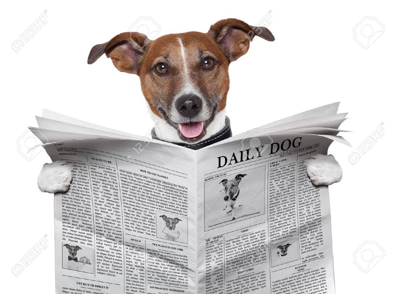 Dog Reading And Holding A Newspaper 
