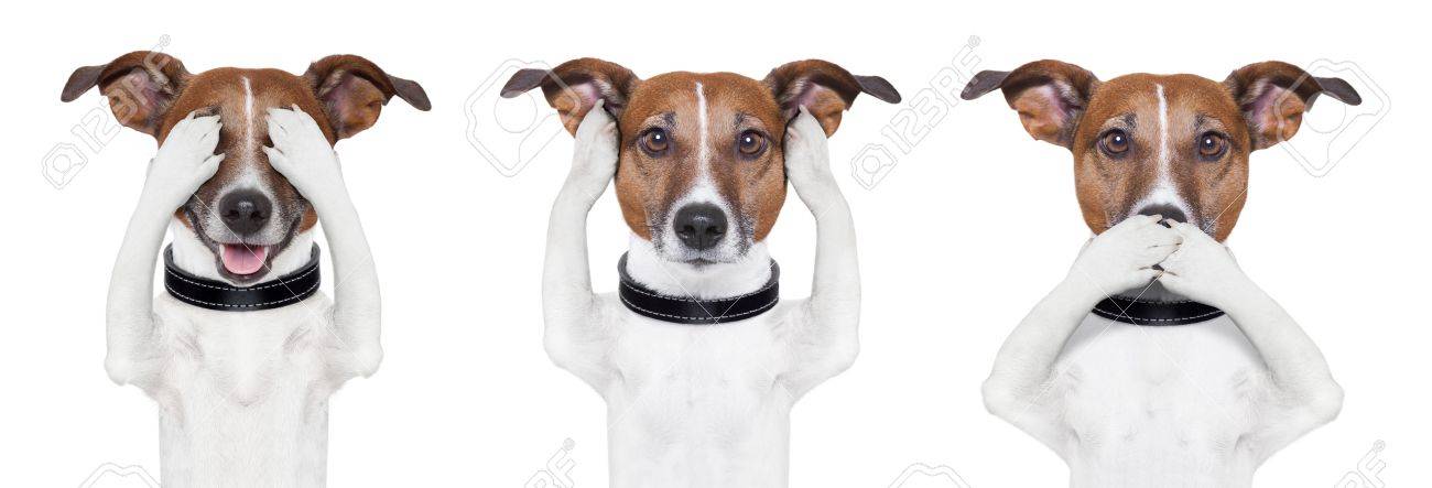 16901275-see-no-evil-hear-no-evil-speak-no-evil-dog.jpg