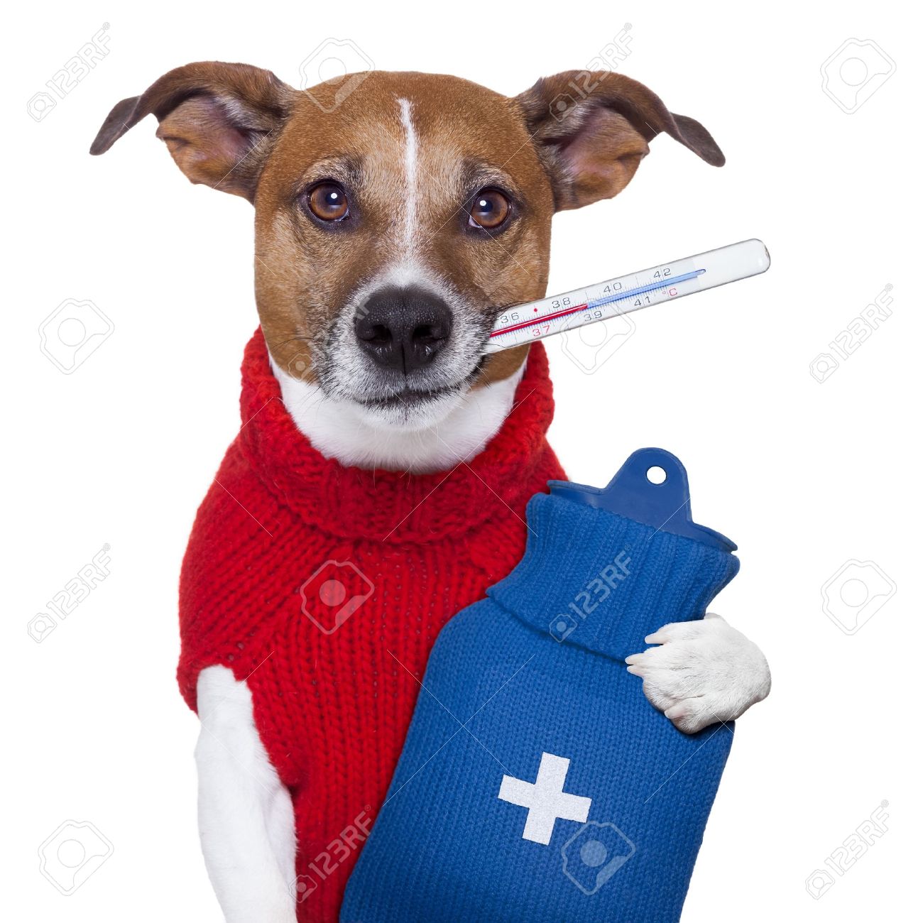 Sick Krank Kalten Hund Mit Fieber Und Warmflasche Lizenzfreie Fotos Bilder Und Stock Fotografie Image 17408925