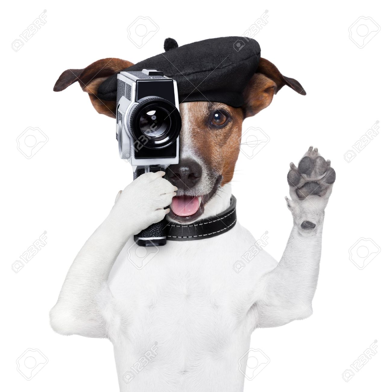 dog collar video camera