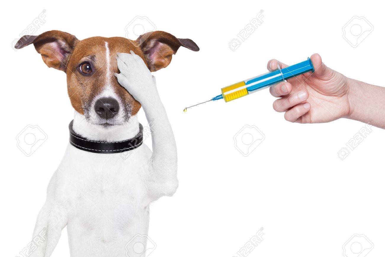 dog syringes