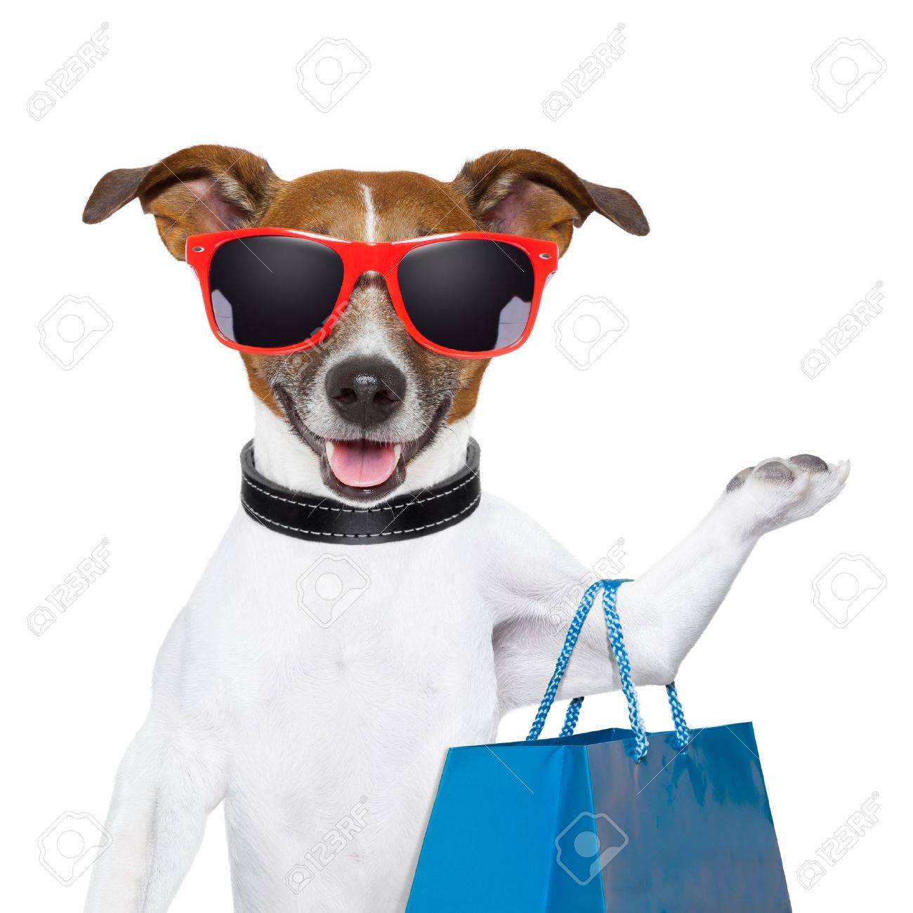 dog with a bag