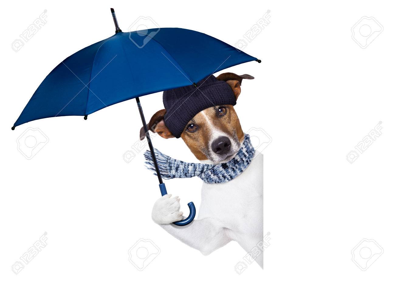 umbrellas for dogs