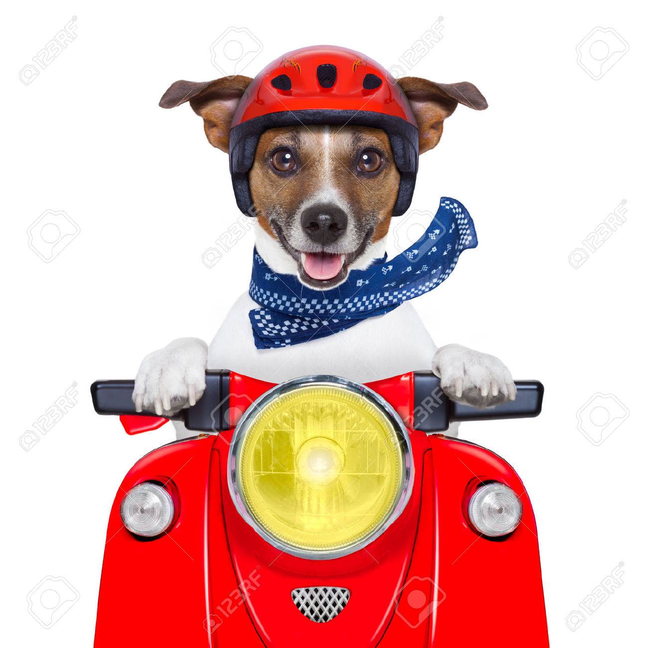Dog Driver 10x12 FT Photography Backdrop Puppy with Helmet Riding Motorbike Humor Jack Russell Courier Italy Pet Graphic Background for Child Baby Shower Photo Vinyl Studio Prop Photobooth Photoshoot Dog Driver 10x12 FT Photography Backdrop Puppy with Helmet Riding Motorbike Humor Jack Russell Courier Italy Pet Graphic Background for Child Baby Shower Photo Vinyl Studio Prop Photobooth Photoshoot