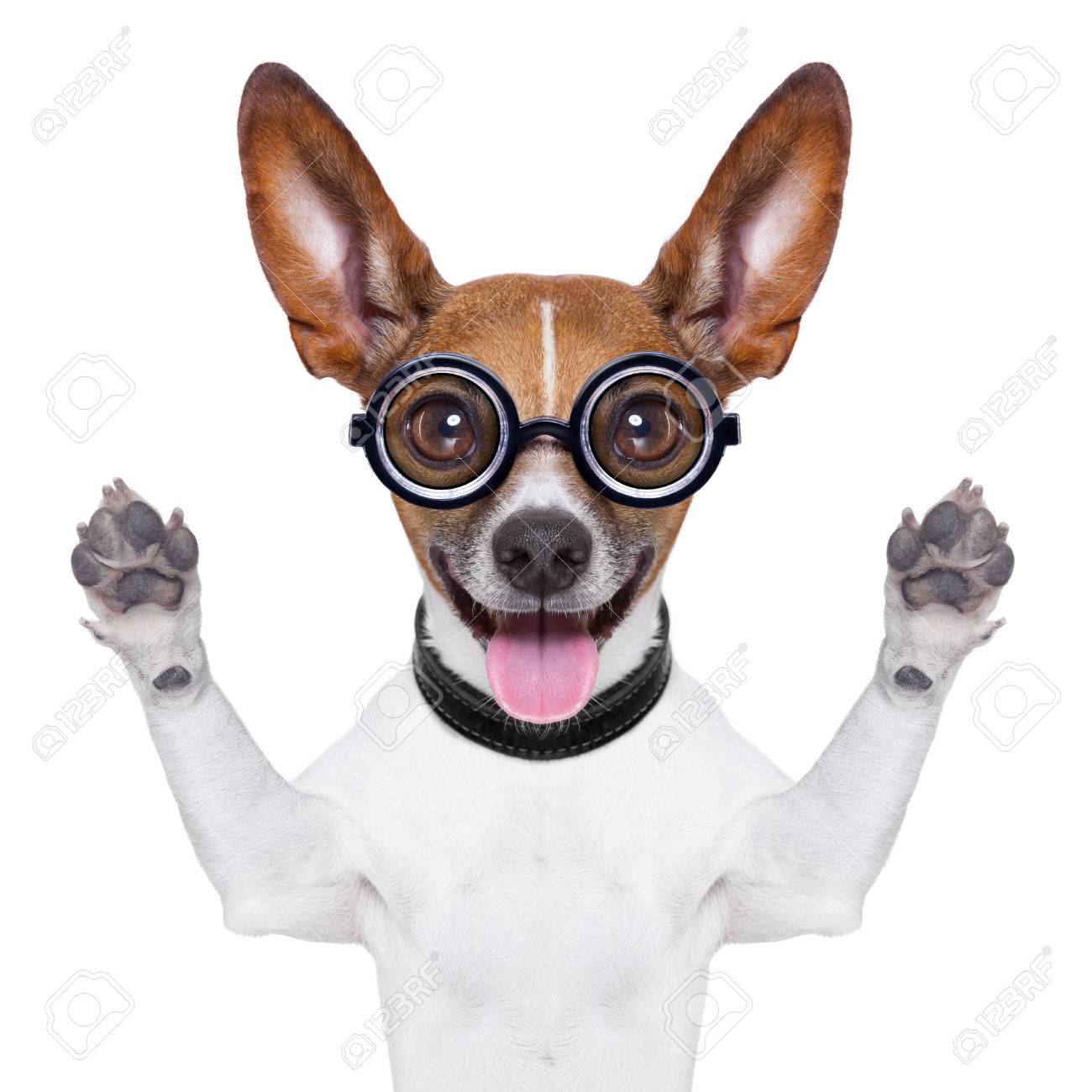 Crazy Silly Dog With Funny Glasses 