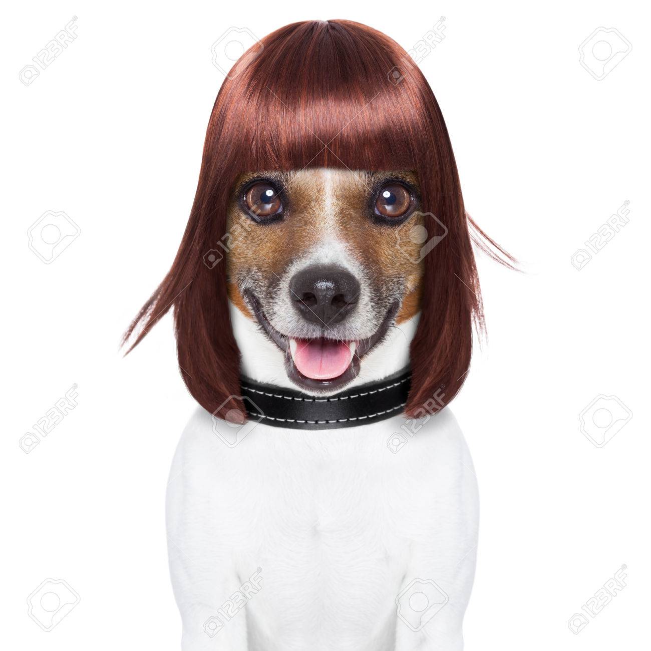 Coiffeur Chien Pret Pour Regarder Impressionnant Au Spa Banque D