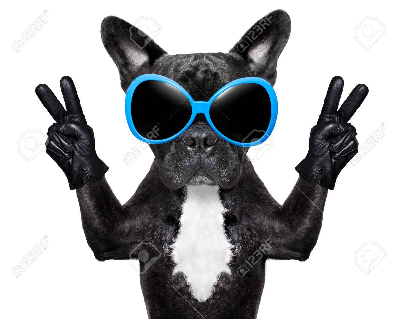 very cool dog with peace fingers wearing gloves and fancy sunglasses