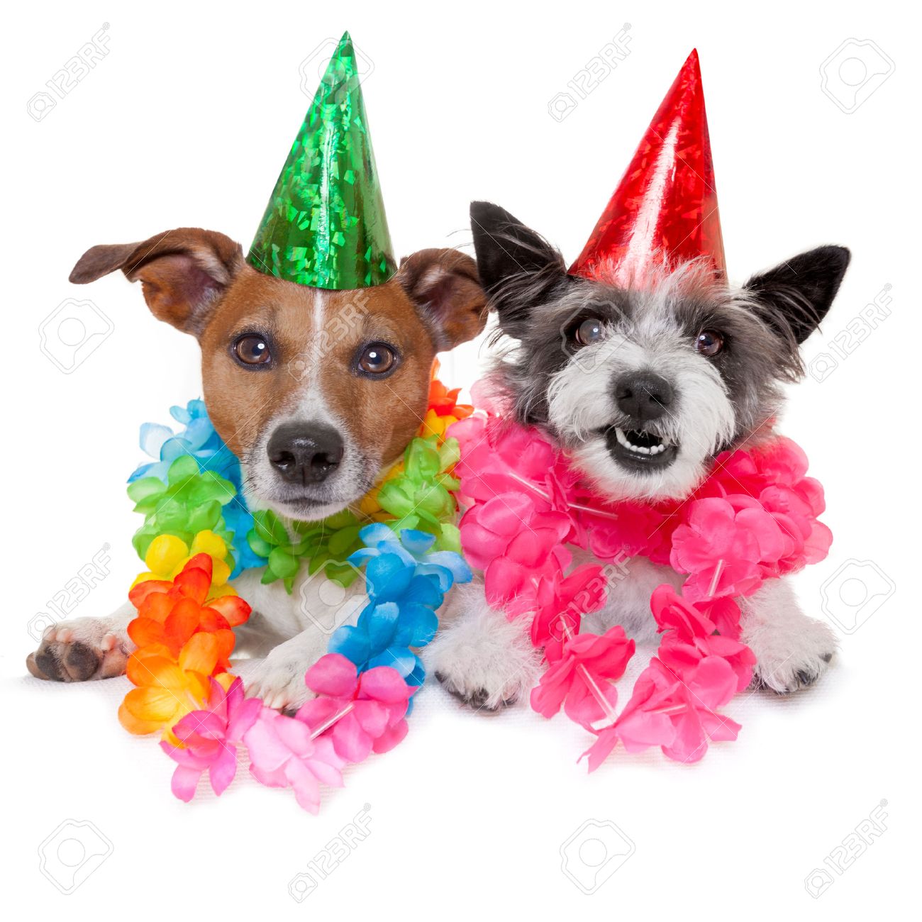 two funny birthday dogs celebrating close together as a couple - 27788558 two funny birthday dogs celebrating close together as a couple - 27788558