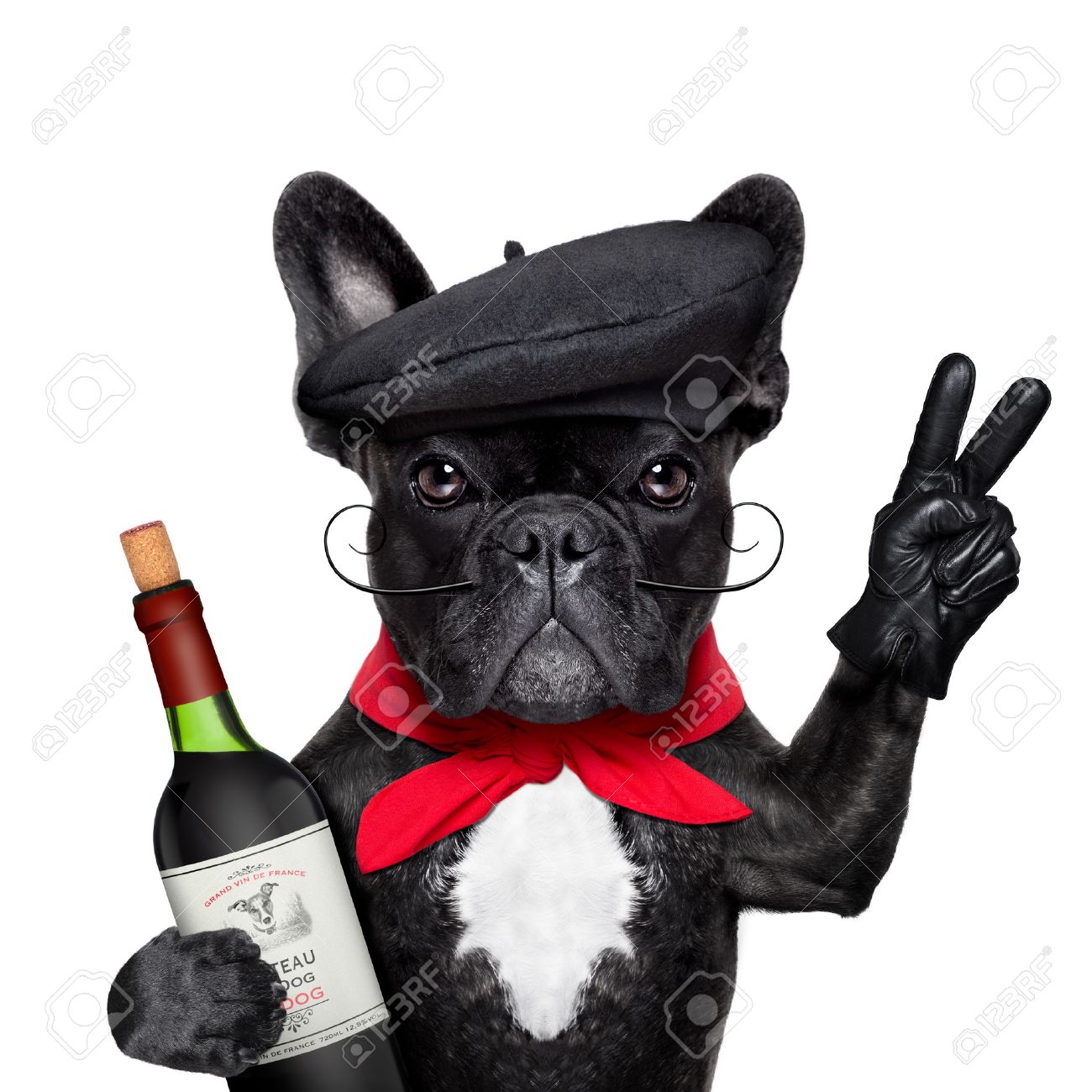 french bulldog with beret
