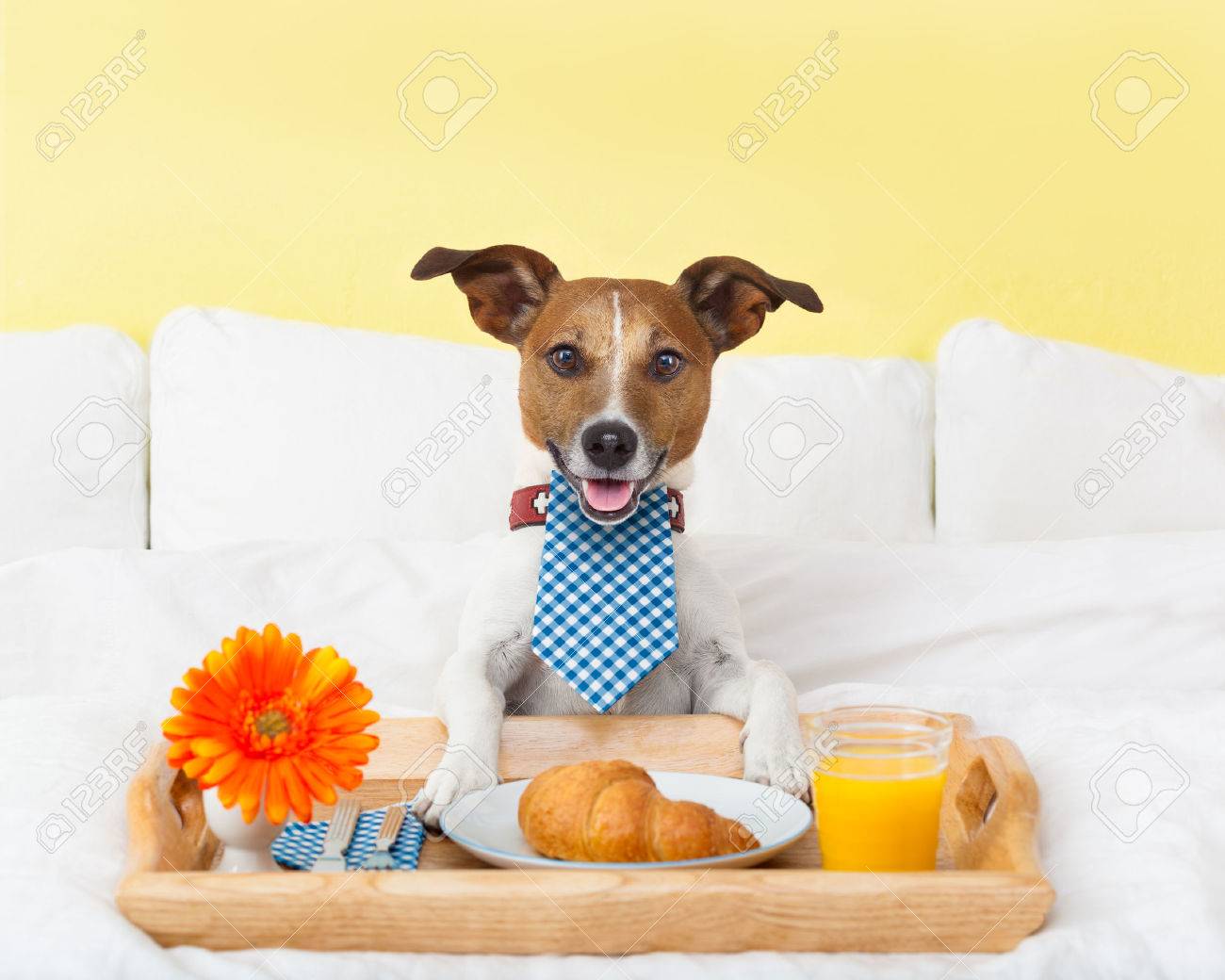 https://previews.123rf.com/images/damedeeso/damedeeso1406/damedeeso140600086/29201037-chien-ayant-bon-petit-d-jeuner-au-lit-blanc-Banque-dimages.jpg