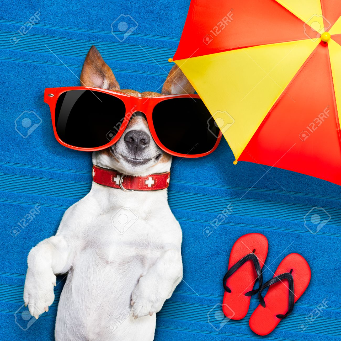 dog shade umbrella