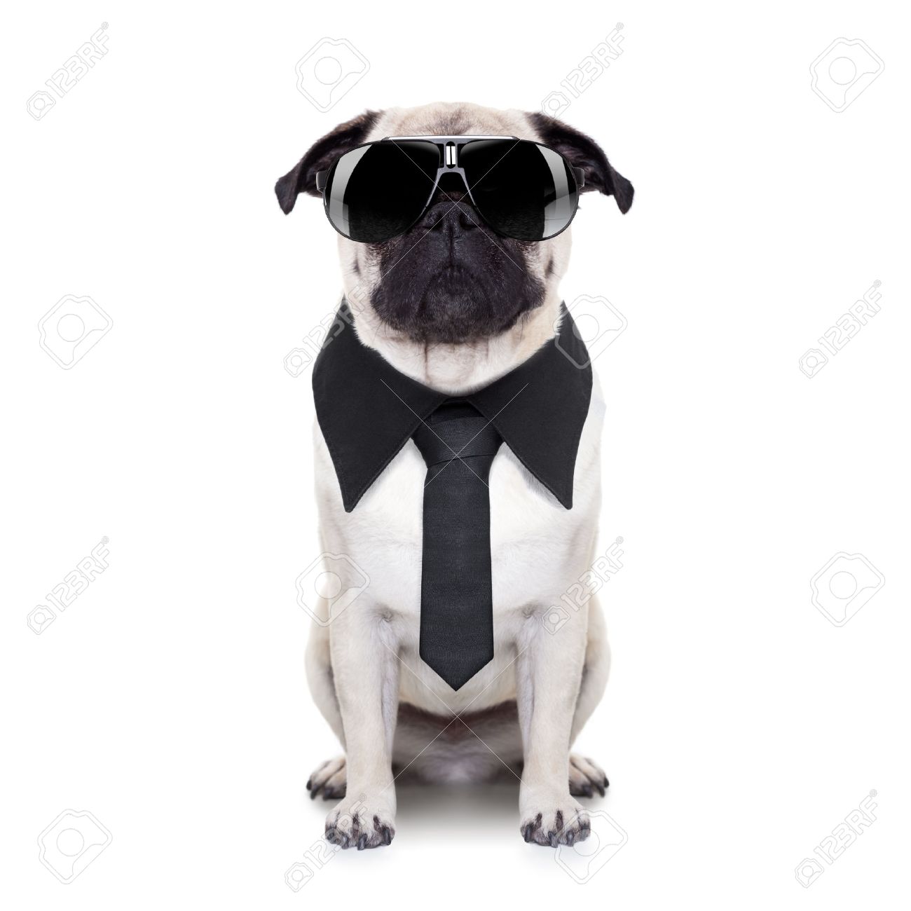 請負業者 敬礼 ギャロップ パグ サングラス Party Stany Net