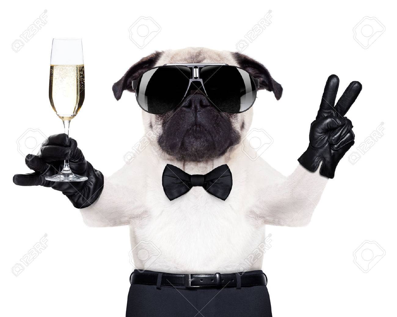 cool champagne glasses toasting flutes pug with champagne glass and victory or peace fingers toasting for new year looking pug with champagne glass and victory or peace fingers toasting cool champagne glasses toasting flutes pug with champagne glass and victory or peace fingers toasting for new year looking pug with champagne glass and victory or peace fingers toasting