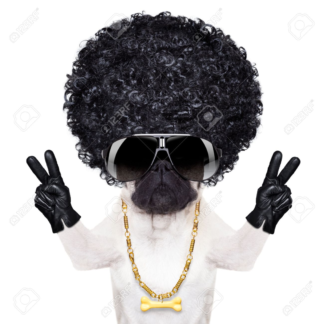 Coole Gangster Mops Hund Mit Frieden Oder Sieg Finger Sah Sehr Cool Mit Grossen Afroperucke Blick Als Haar Lizenzfreie Fotos Bilder Und Stock Fotografie Image 31287935