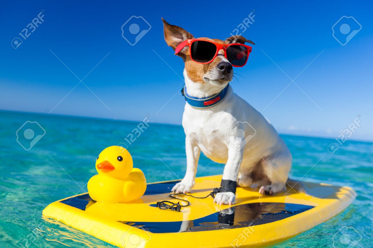 dog surfing on a surfboard wearing sunglasses with a yellow plastic rubber duck, at the ocean shore - 32760070 dog surfing on a surfboard wearing sunglasses with a yellow plastic rubber duck, at the ocean shore - 32760070