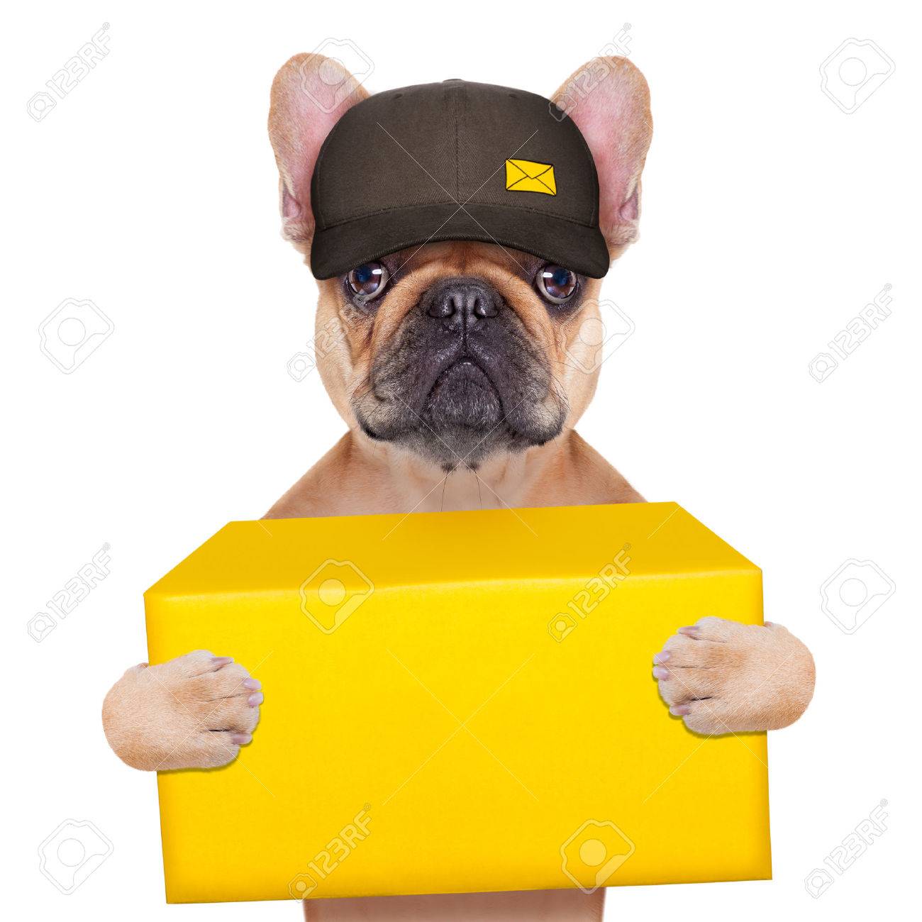 Brieftrager Franzosisch Bulldog Die Eine Gelbe Transportkiste Isoliert Auf Weissem Hintergrund Lizenzfreie Fotos Bilder Und Stock Fotografie Image 33730661