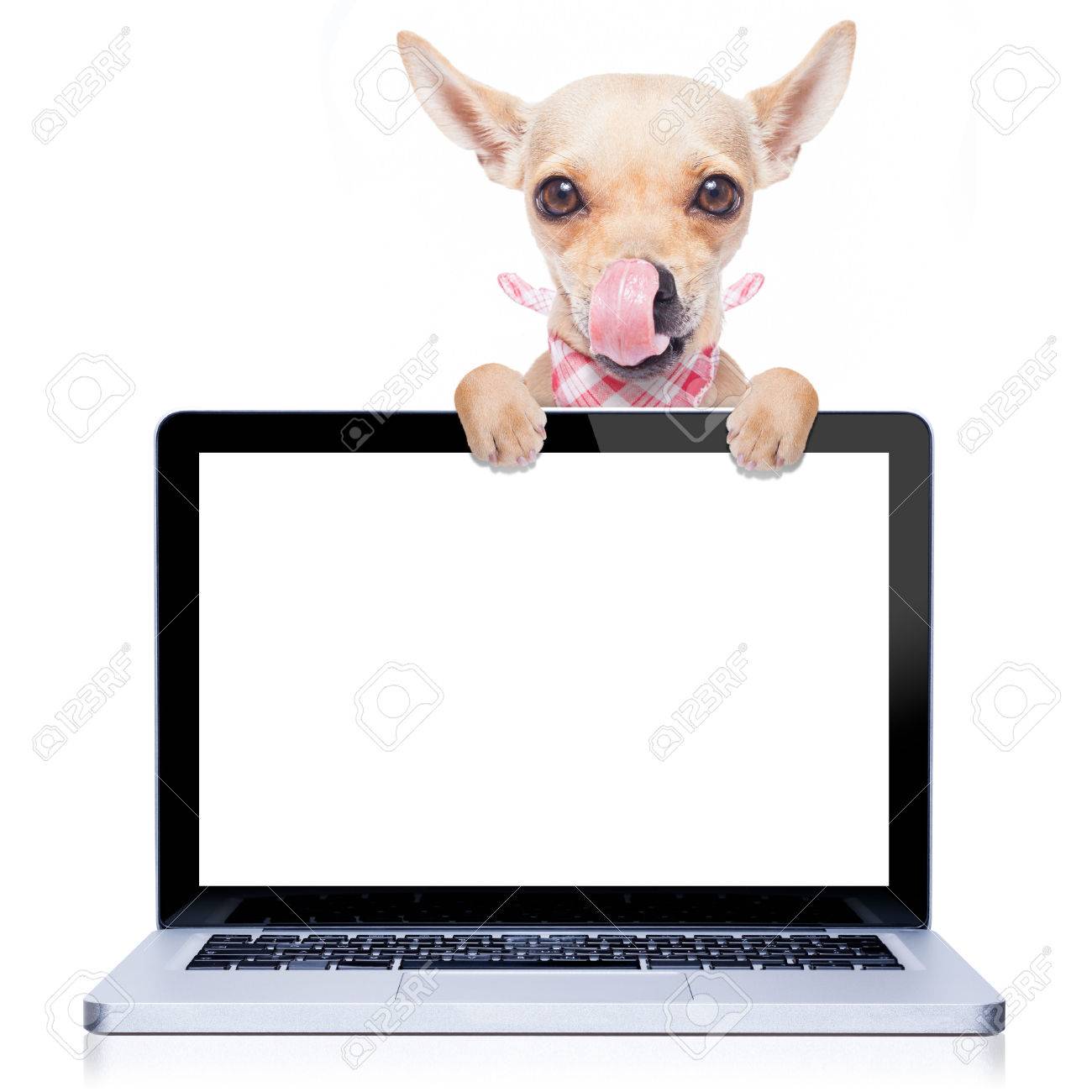 hungry with tongue licking chihuahua dog behind a laptop pc stock