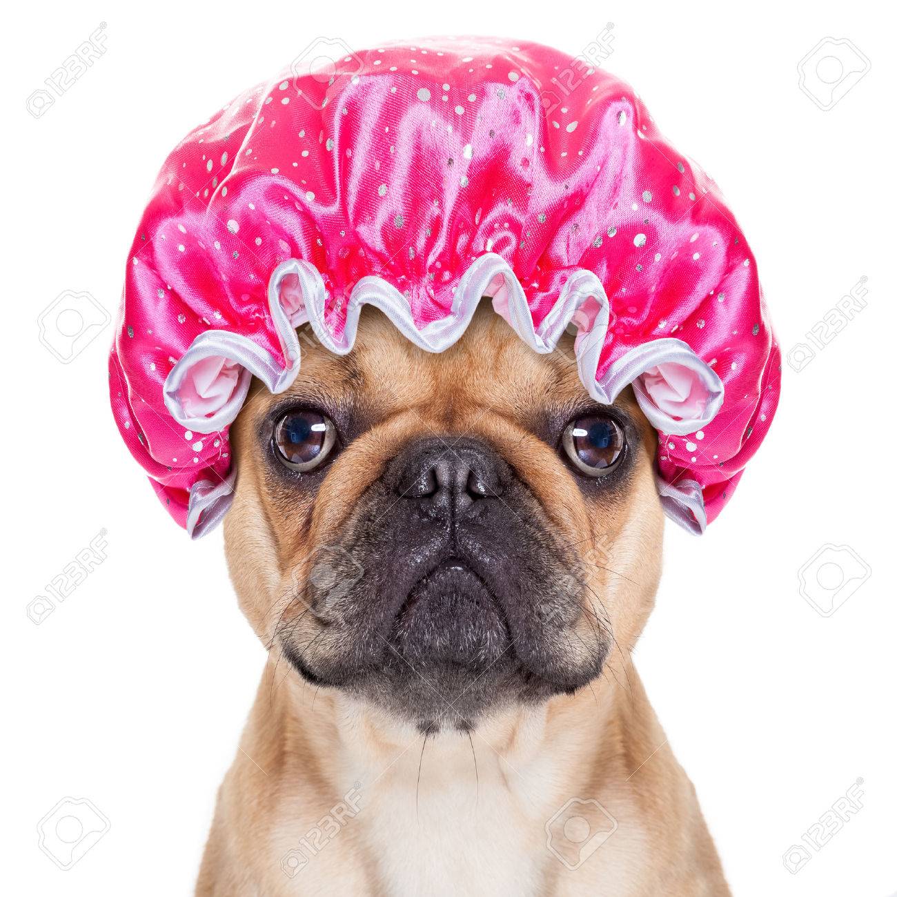 archivio fotografico cane bulldog francese pronto a fare un bagno o una doccia indossando una cuffia isolato su sfondo bianco
