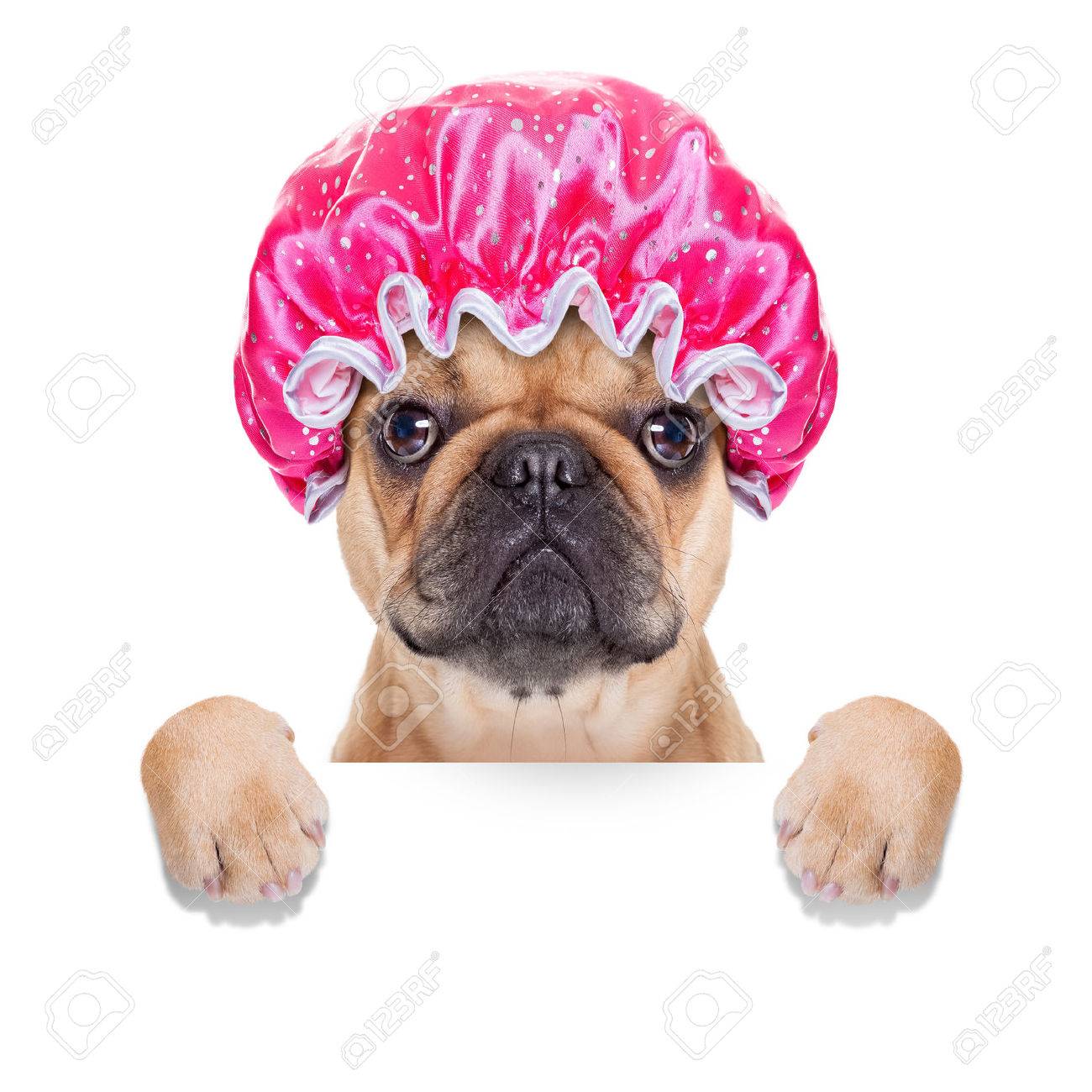 archivio fotografico cane bulldog francese pronto a fare un bagno o una doccia indossando una cuffia isolato su sfondo bianco