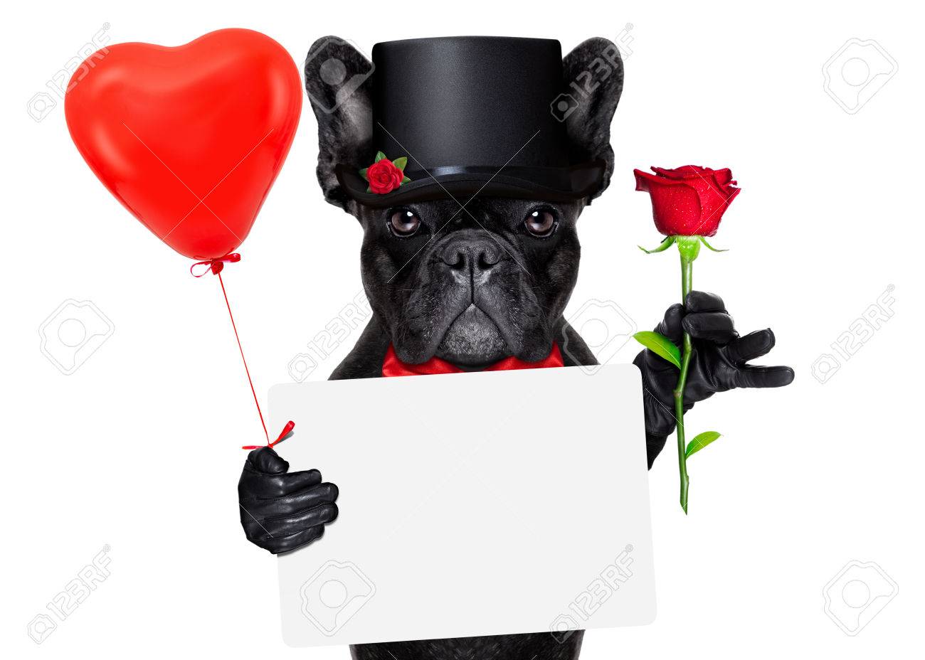 Valentines French Bulldog Dog Holding A Red Rose With One Hand