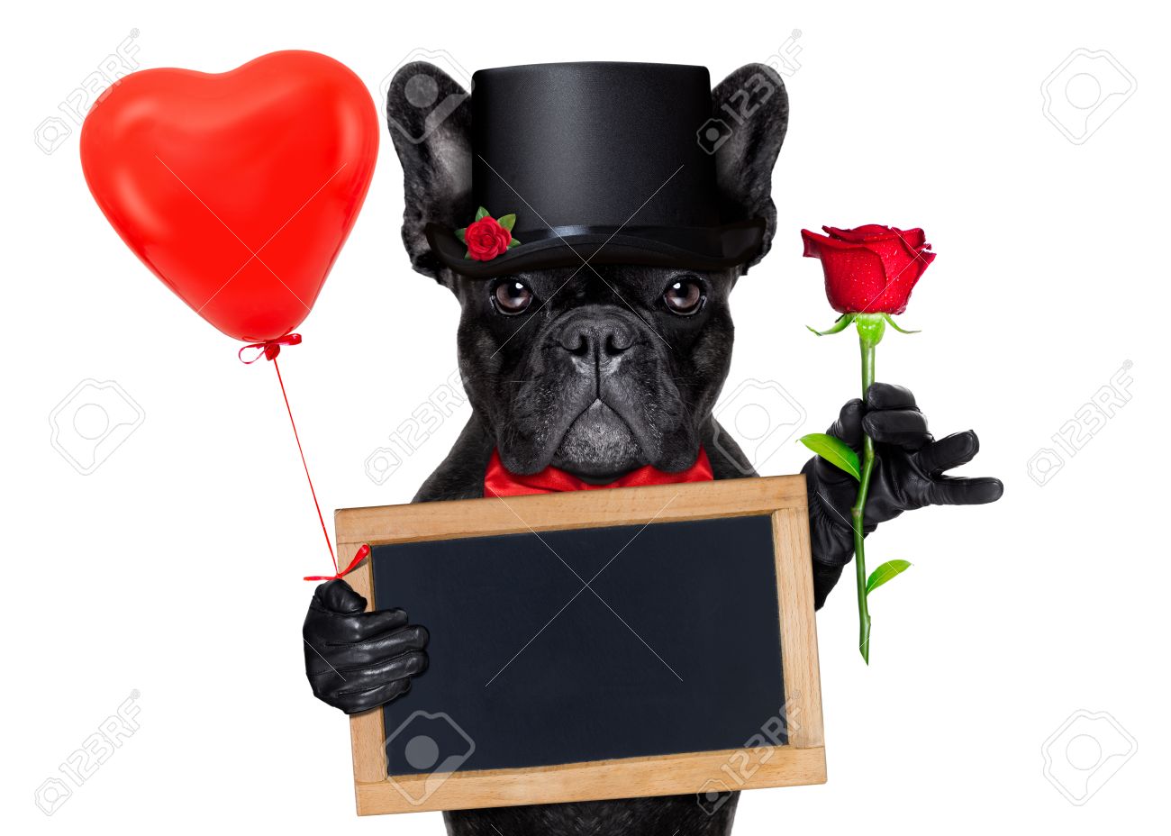 Valentines French Bulldog Dog Holding A Red Rose With One Hand