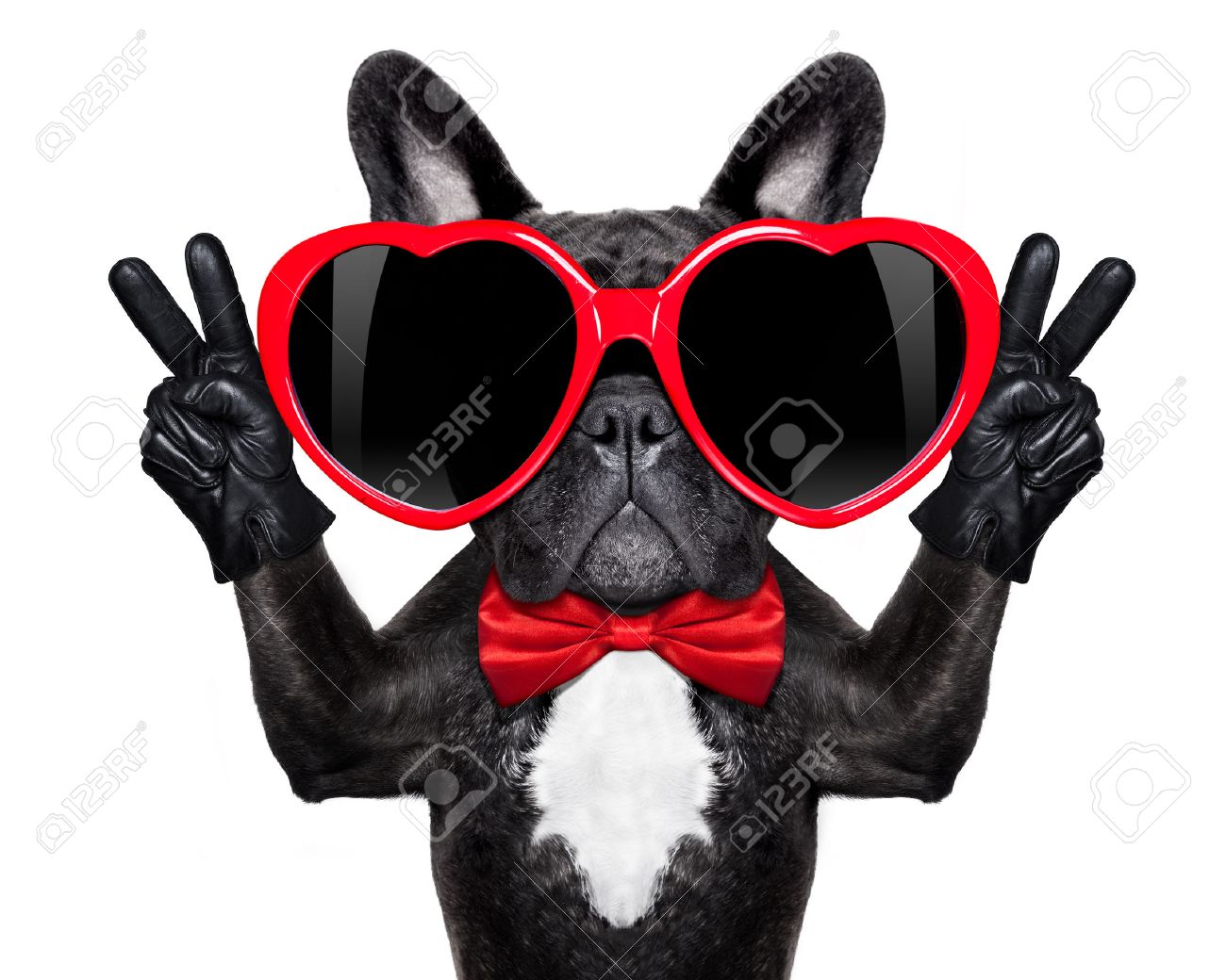 French Bulldog Dog Happy And In Love Showing Peace And Victory Fingers Isolated On White Background Stock Photo Picture And Royalty Free Image Image