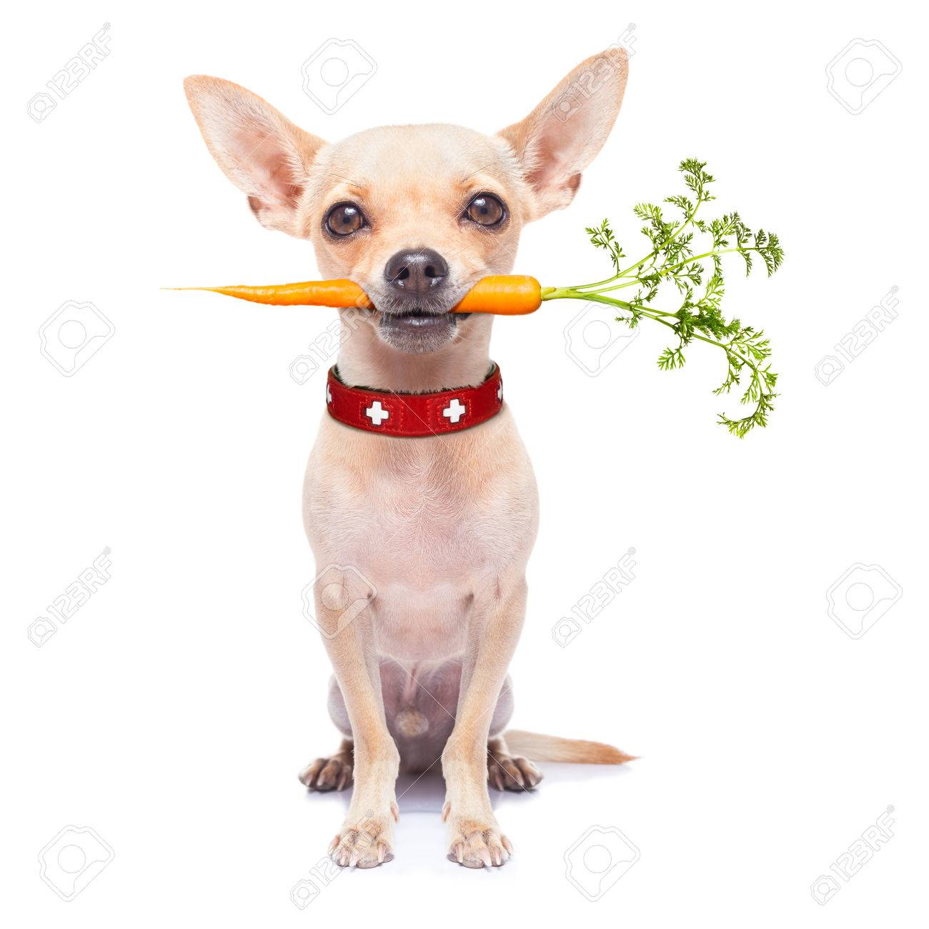 チワワ犬の口の中 白い背景で隔離のニンジンと健康的な食事 の写真素材 画像素材 Image チワワ犬の口の中 白い背景で隔離のニンジンと健康的な食事 の写真素材 画像素材 Image