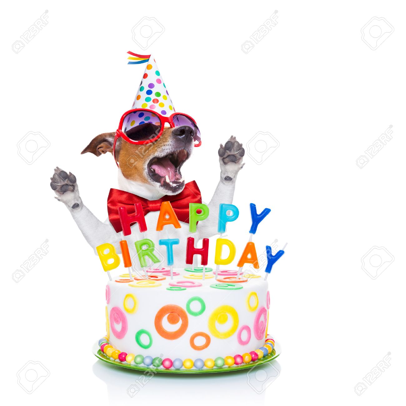 Jack Russell Chien Comme Une Surprise Chanson D Anniversaire Chant Derriere Gateau Drole Portant Cravate Rouge Et Chapeau De Fete Isole Sur Fond Blanc Banque D Images Et Photos Libres De Droits Image