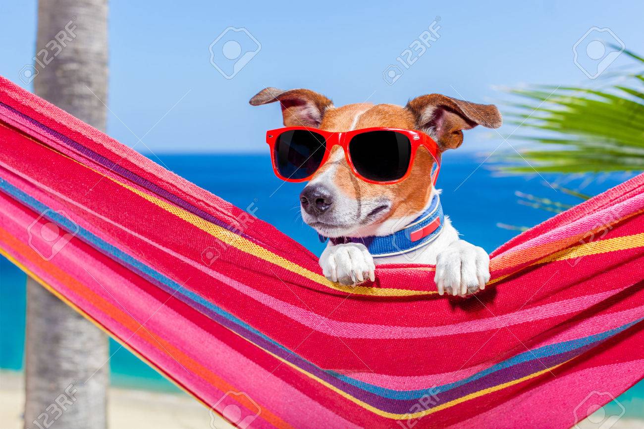 jack russell sunglasses