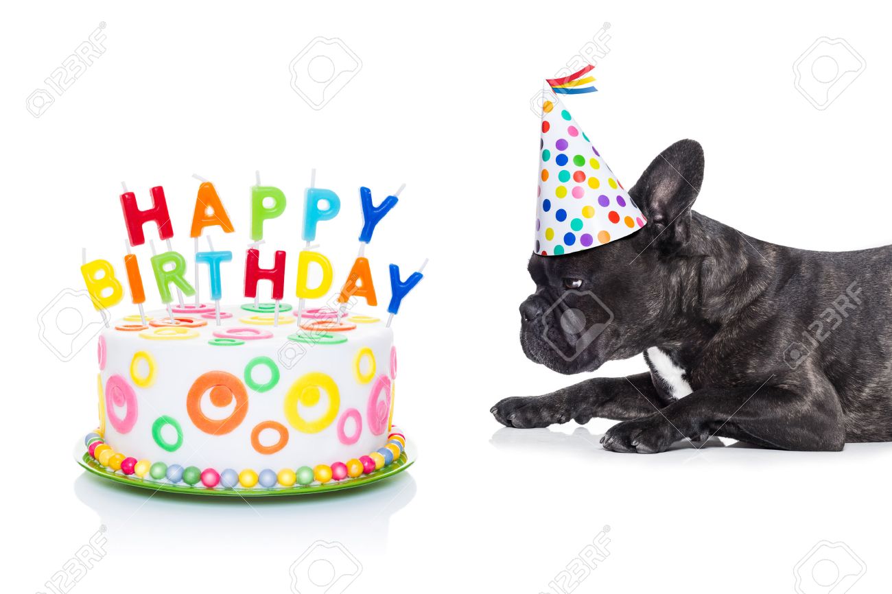 フレンチ ブルドッグ犬キャンドル 白い背景で隔離の党帽子をかぶってハッピーバースデー ケーキに飢えています の写真素材 画像素材 Image