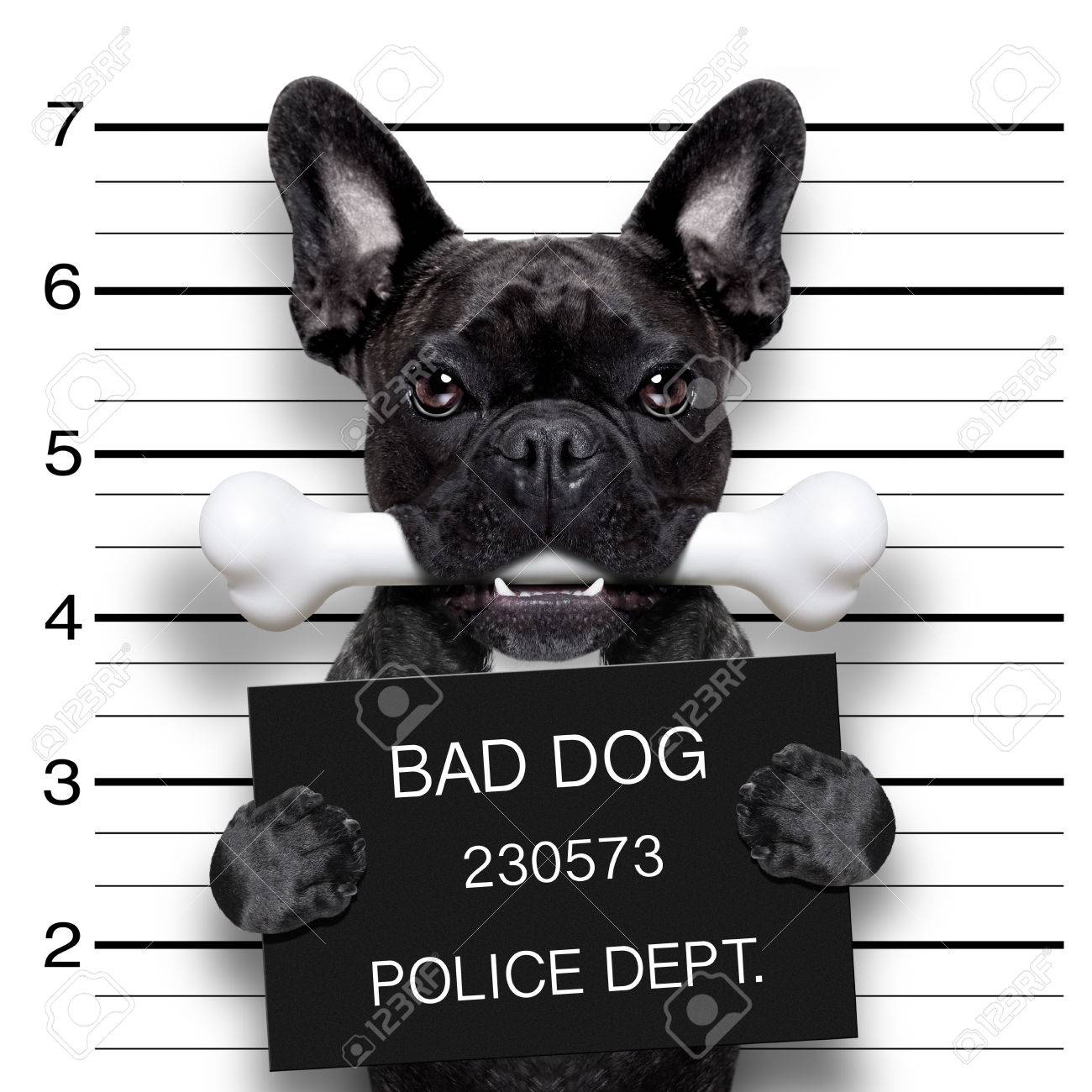 Immagini Stock Funny Cute Bulldog Francese Con Un Cartello Mentre Una Foto Segnaletica E Preso L Osso In Bocca E Colpevole Image