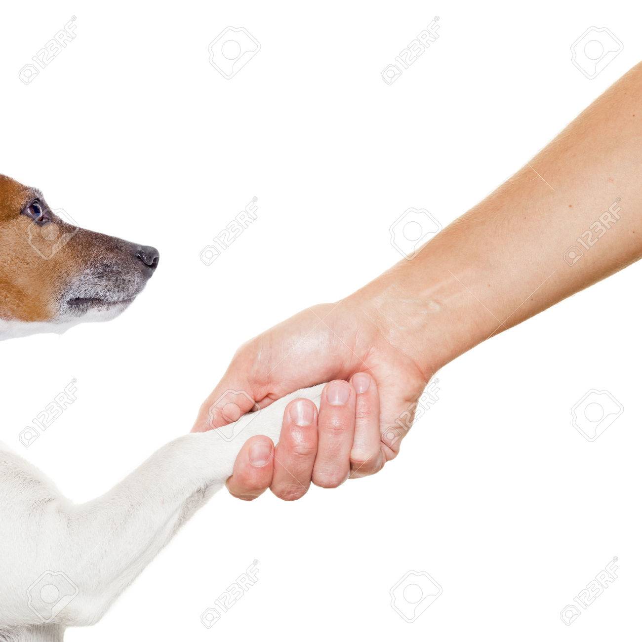 dog and owner handshaking or shaking hands dog with paw and
