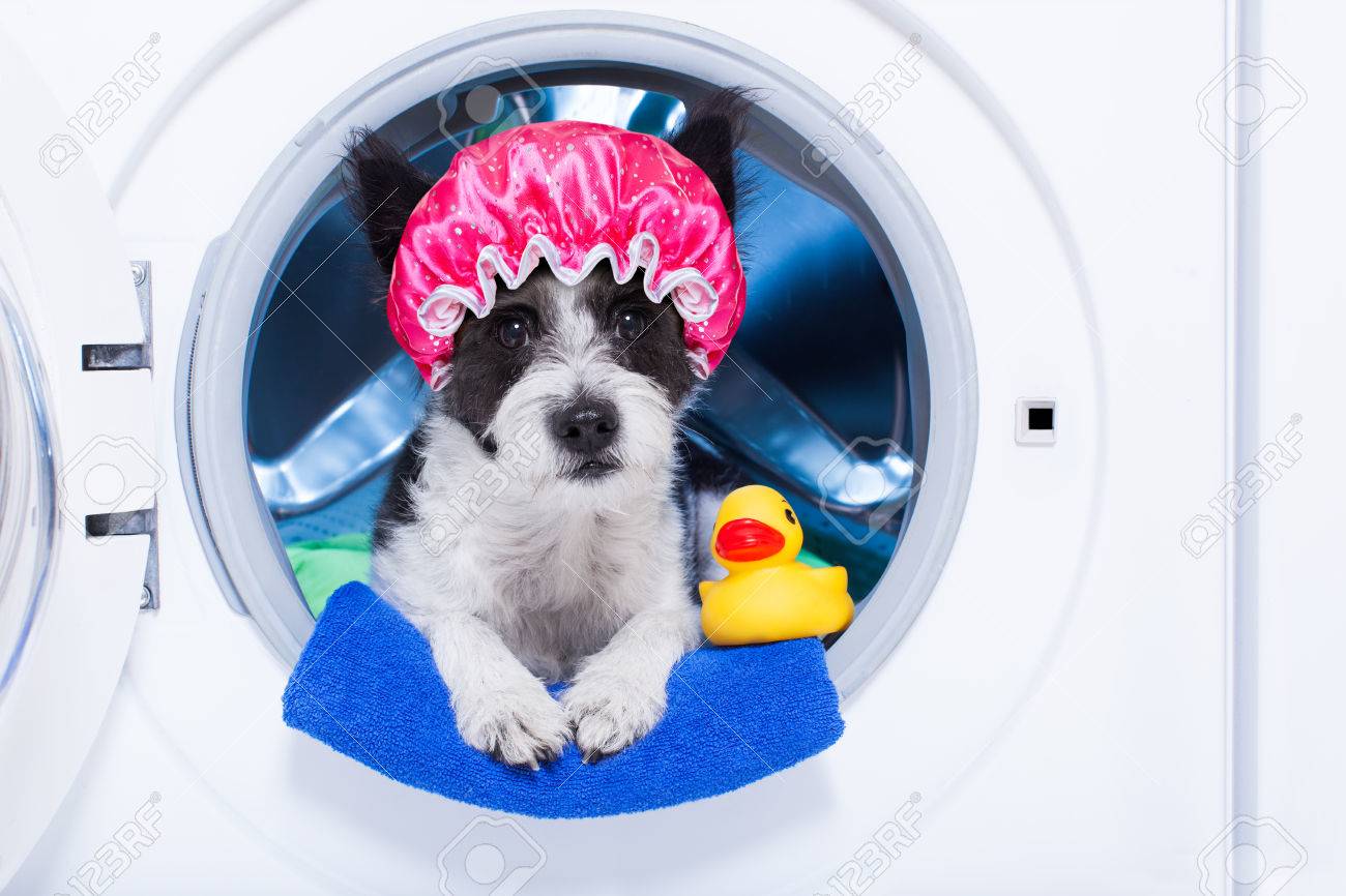 Shower Cap Dog Shower Cap Dog