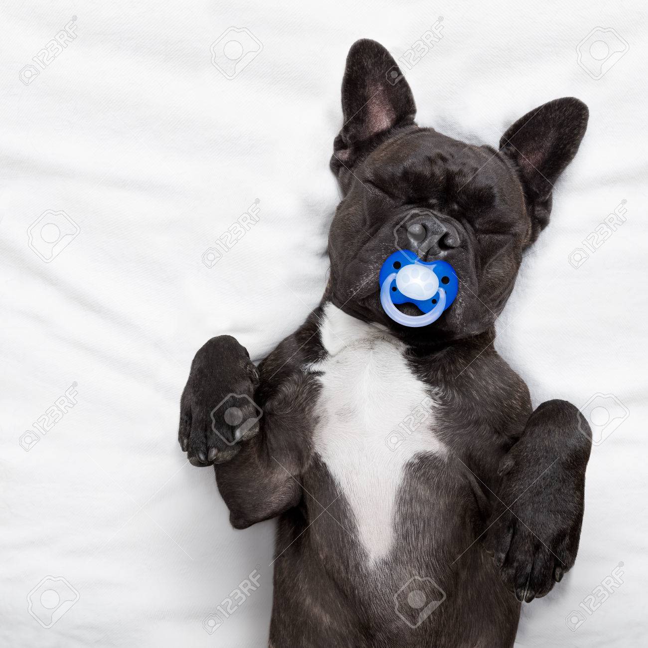 bulldog pacifier