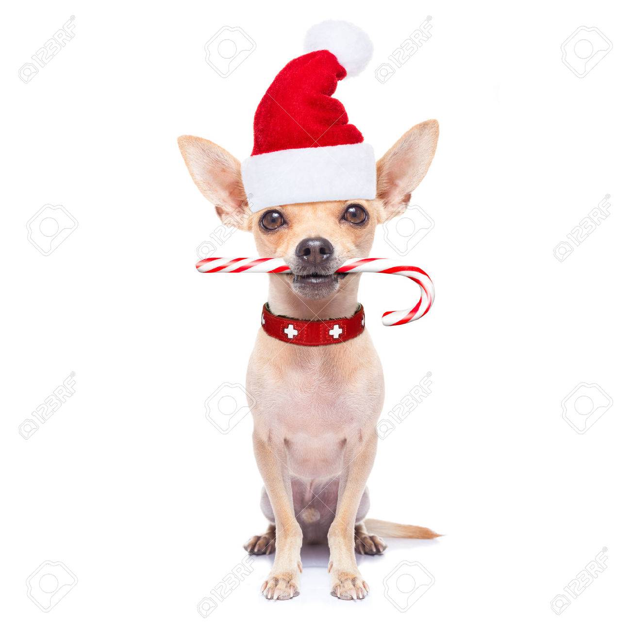Chihuahua Santa Claus Dog With Sugar Candy Cane In Mouth For Christmas Isolated On White Background Stock Photo Picture And Royalty Free Image Image 46576989