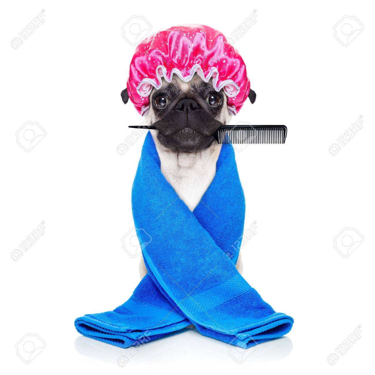 pug towel