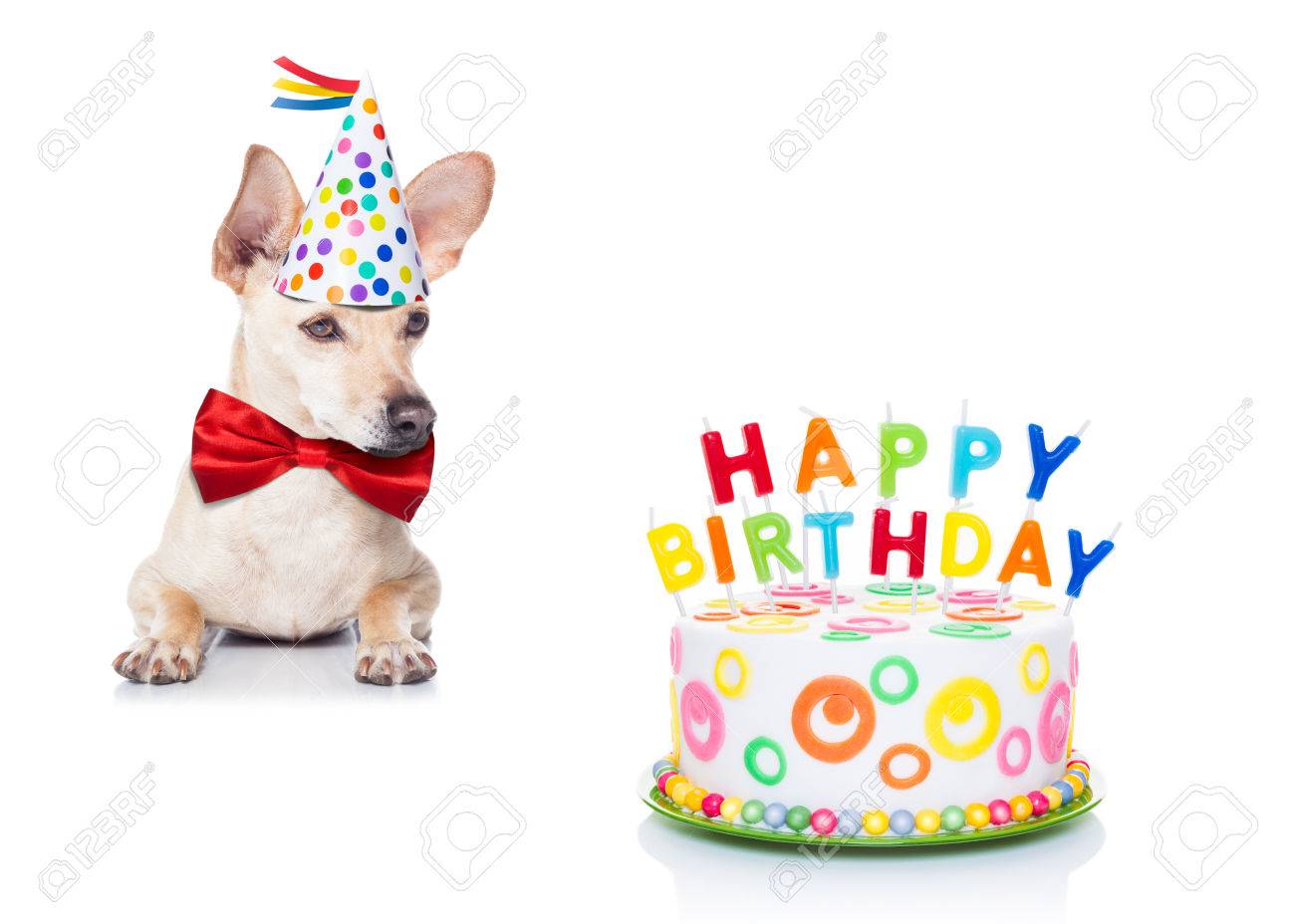 Chihuahua Chien Affame Pour Un Gateau De Joyeux Anniversaire Avec Des Bougies Portant Cravate Rouge Et Chapeau De Fete Isole Sur Fond Blanc Banque D Images Et Photos Libres De Droits Image