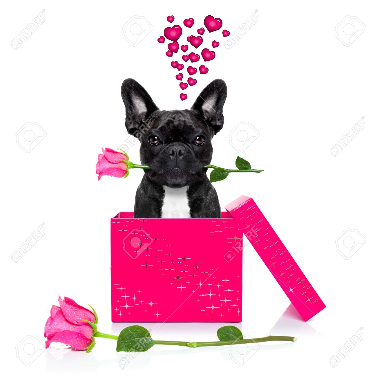 french bulldog dog with valentines day rose in mouth , jumping out of a present or gift box , as surprise, isolated on white background - 50261201 french bulldog dog with valentines day rose in mouth , jumping out of a present or gift box , as surprise, isolated on white background - 50261201