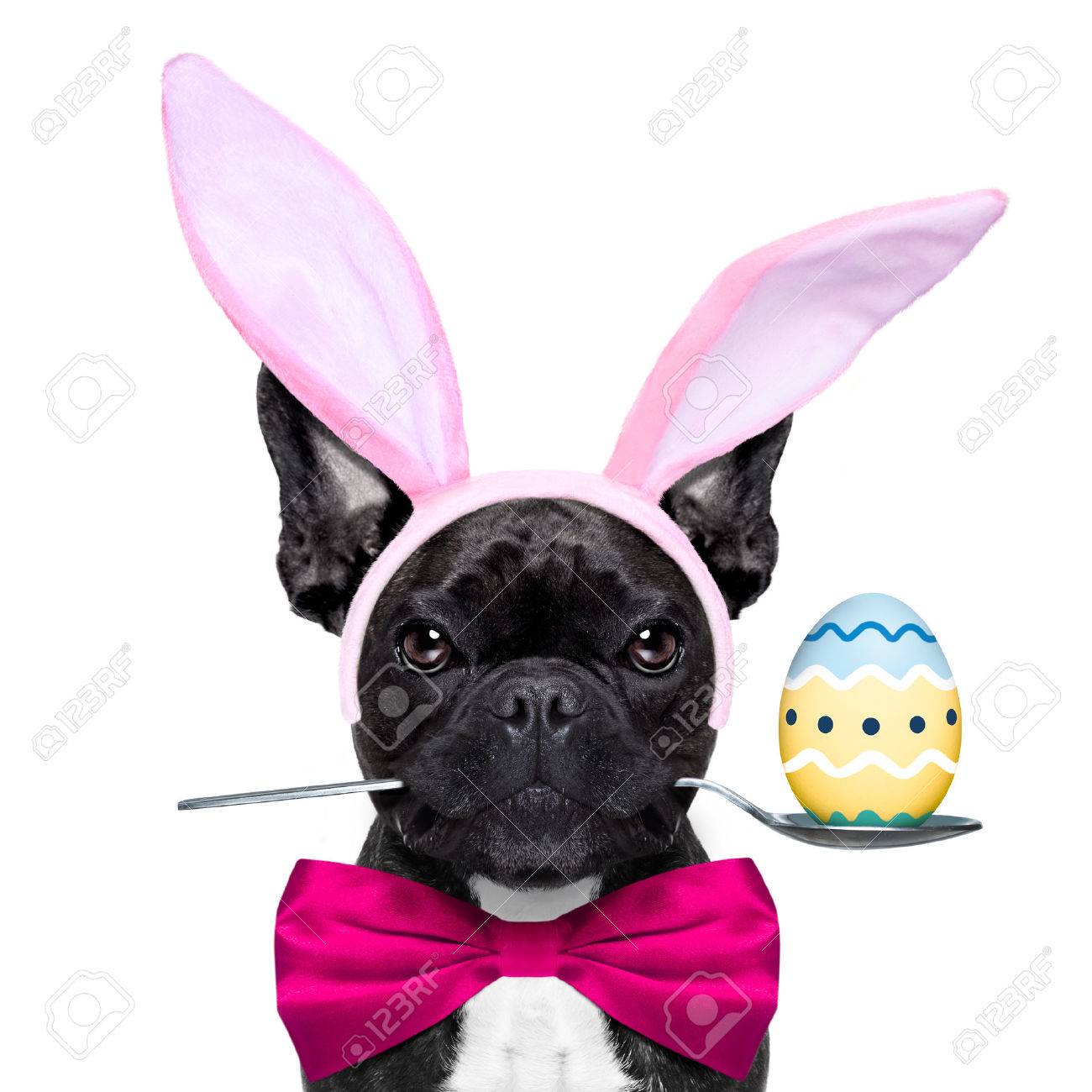 easter frenchie