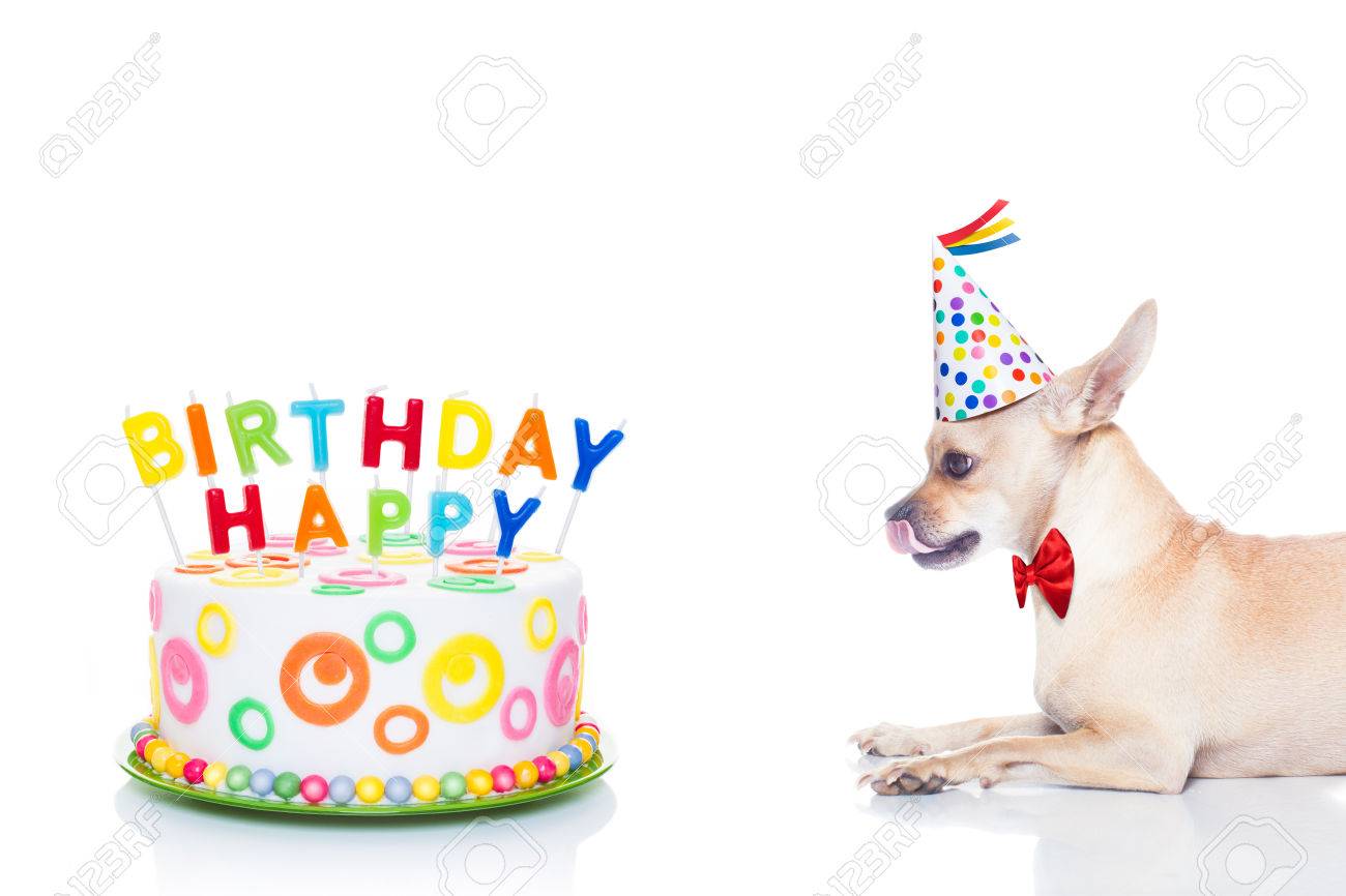Chihuahua Chien Affame Pour Un Gateau Heureux D Anniversaire Avec Bougies Portant Cravate Rouge Et Chapeau De Fete Isole Sur Fond Blanc Banque D Images Et Photos Libres De Droits Image Chihuahua Chien Affame Pour Un Gateau Heureux D Anniversaire Avec Bougies Portant Cravate Rouge Et Chapeau De Fete Isole Sur Fond Blanc Banque D Images Et Photos Libres De Droits Image