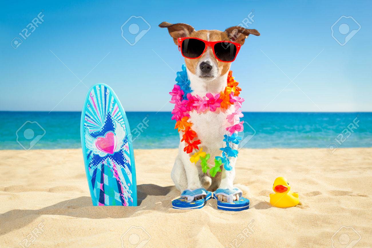 jack russell sunglasses