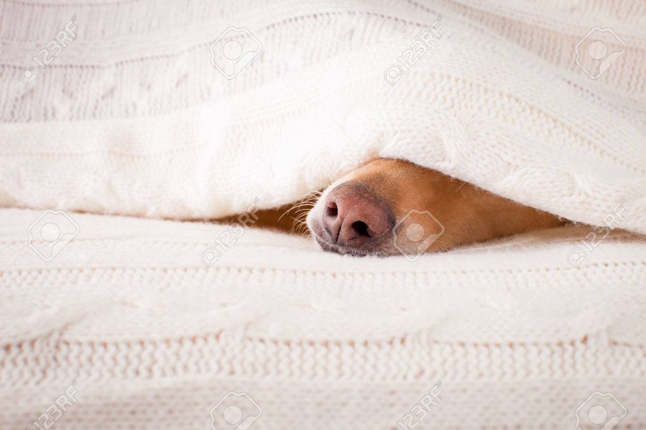 dog sleeping under bed
