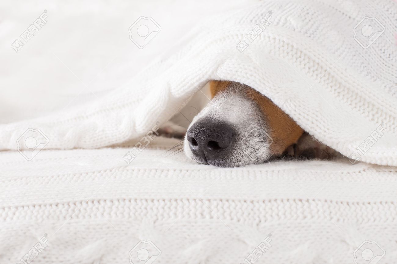 dog sleeping under blanket