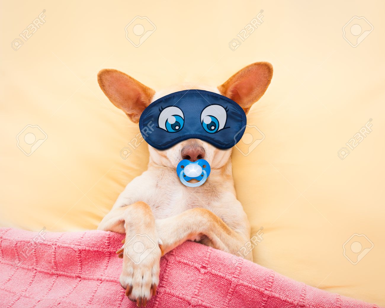 dog pacifier blanket