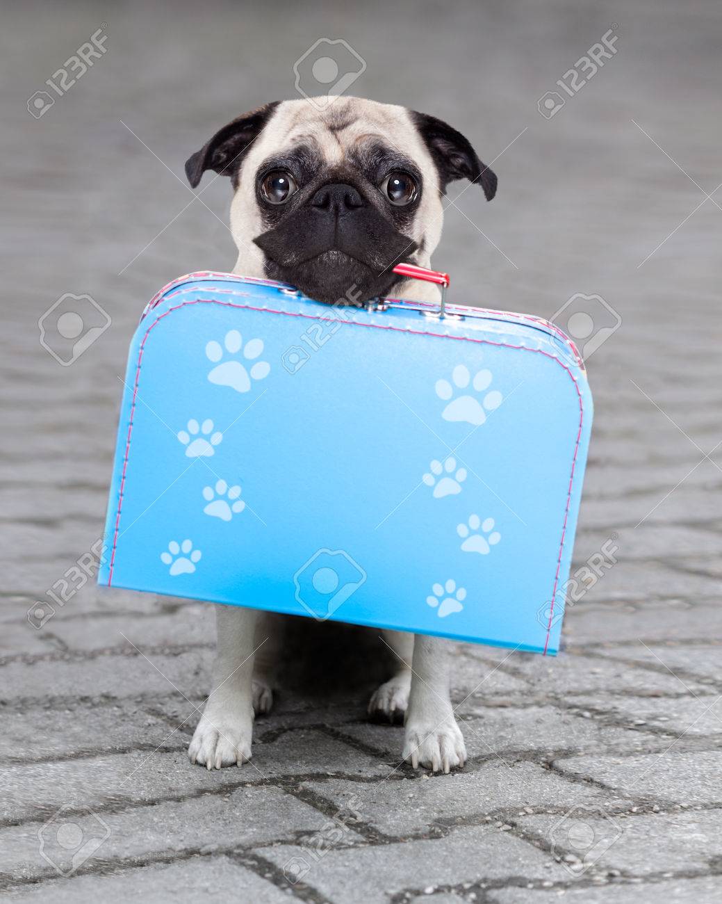 Pug Dog Abandoned And Left All Alone On The Road Or Street, With Luggage  Bag , Begging To Come Home To Owners Stock Photo, Picture and Royalty Free  Image. Image 60841488., image size:1039x1300