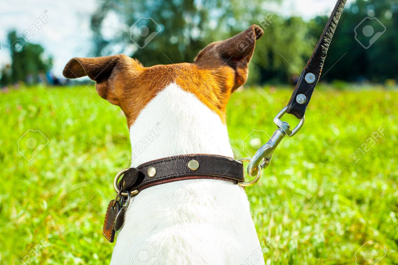 Jack Russell Hund Mit Besitzer Und Bereit Lederleine Für Jack Russell Hund Mit Besitzer Mit Leckerchen In Der Hand