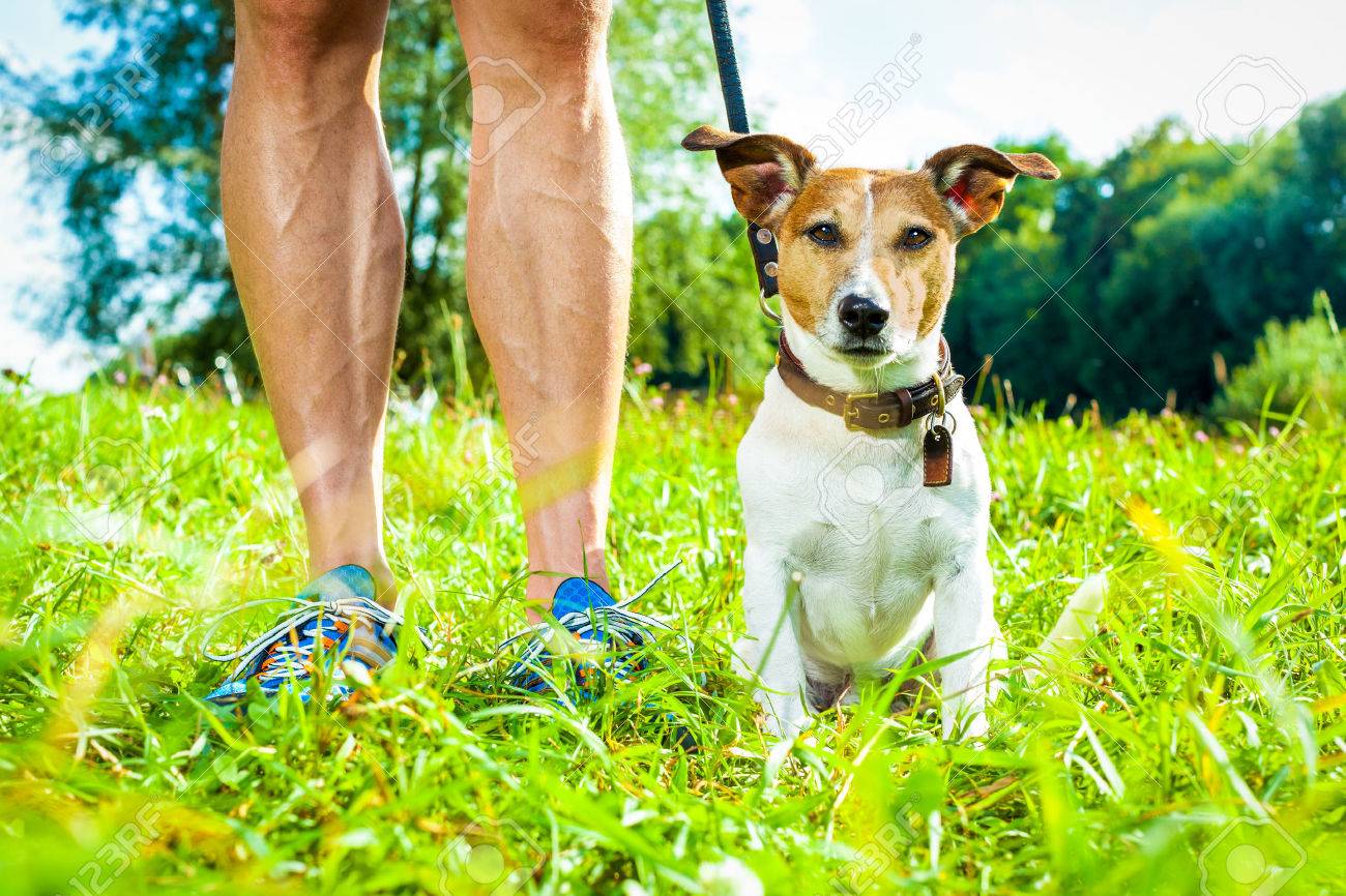 Jack Russell Hund Mit Besitzer Und Bereit Lederleine Für Jack Russell Hund Mit Besitzer Mit Leckerchen In Der Hand